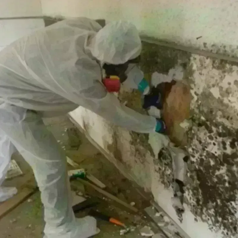 Mold Remediation and Removal in Fleming County, KY